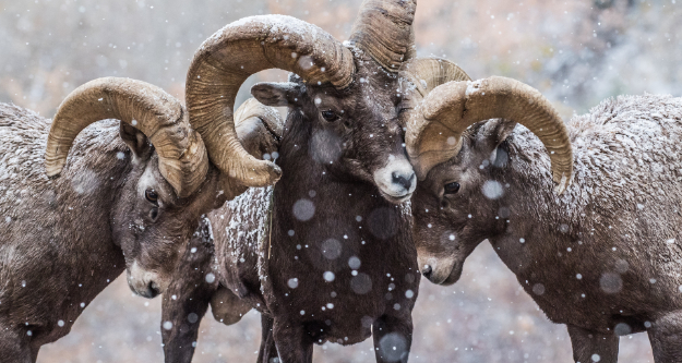 Nature Photography: Visual Harmony: The Rule of Odds Three rams butting heads showing the com positioning rule of odds. - StayWild Outdoor