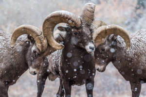 Nature Photography: Visual Harmony: The Rule of Odds Three rams butting heads showing the com positioning rule of odds. - StayWild Outdoor
