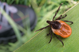 A small tick questing on a blade of grass. - StayWild Outdoor